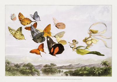 Fairy Queen Takes Airy Drive. poster print