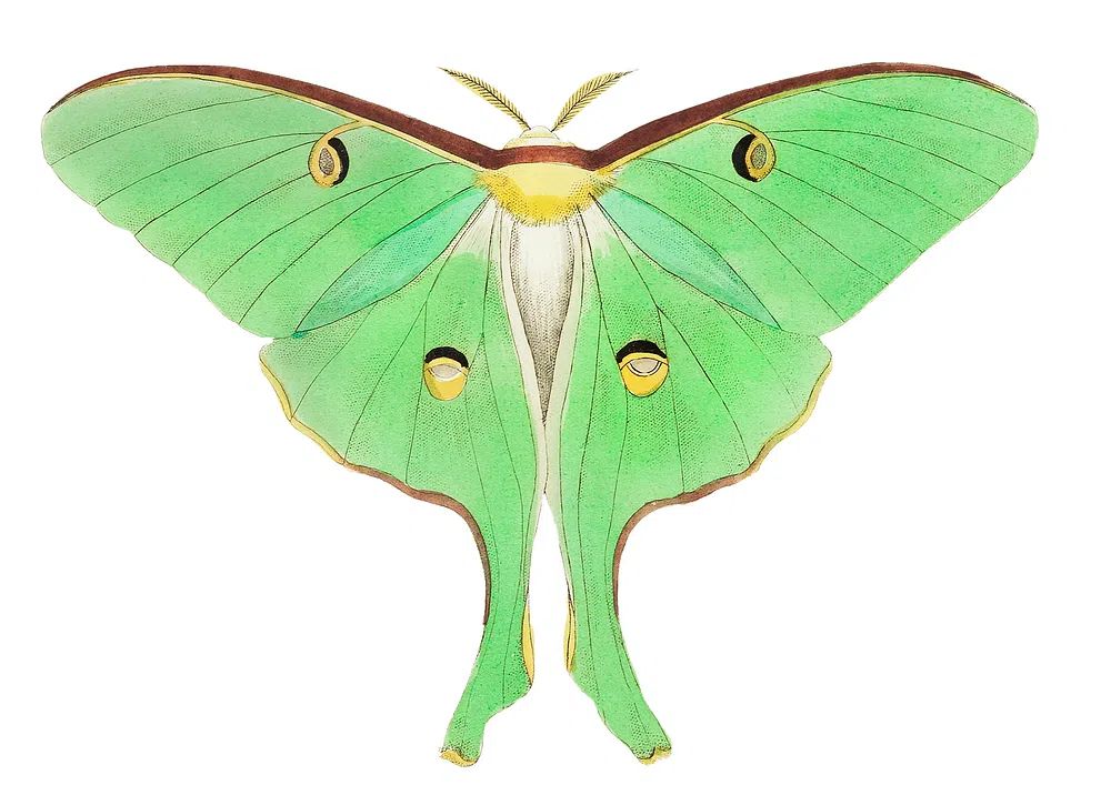 Luna Large pea-green phalaena illustration. poster detail