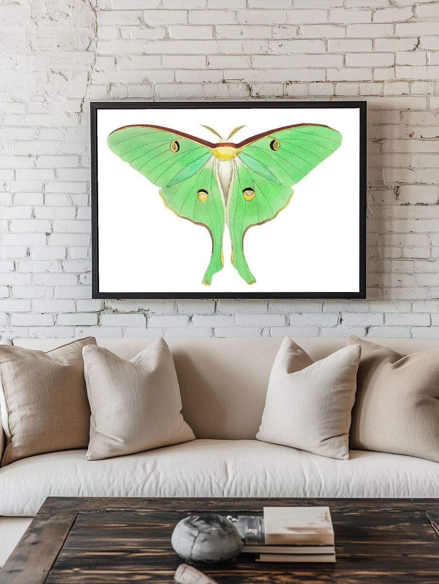 Luna Large pea-green phalaena illustration. room preview