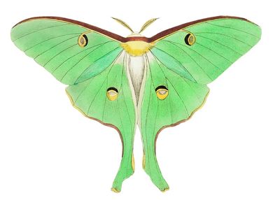 Luna Large pea-green phalaena illustration. poster print