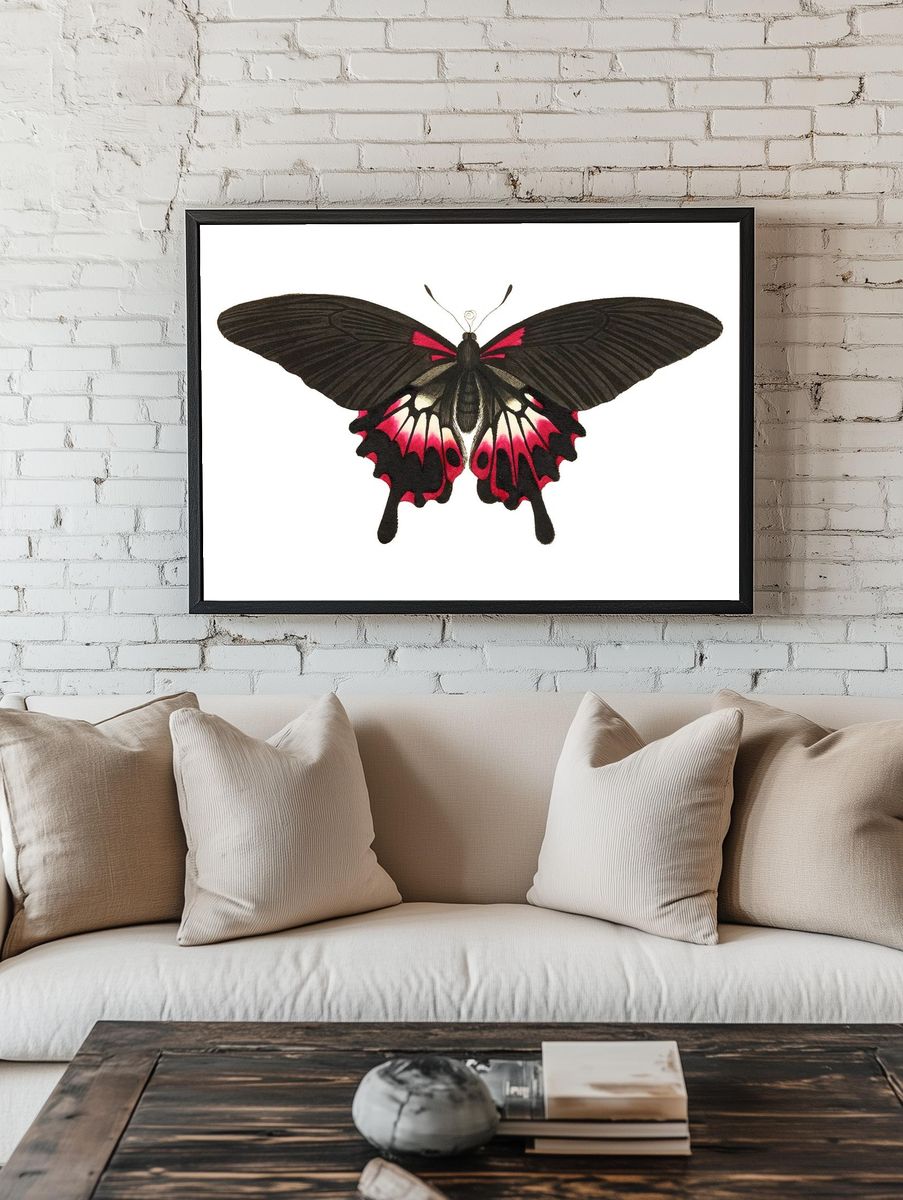 Caudated brown butterfly Great dusky. — room view 1