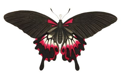 Caudated brown butterfly Great dusky. poster print