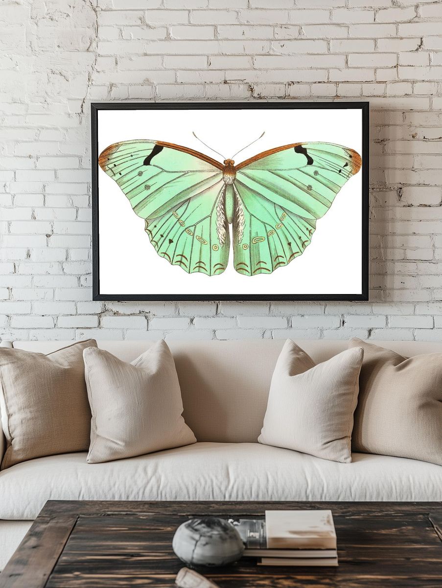Papilio laertes Laertes butterfly illustration. room preview