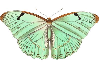 Papilio laertes Laertes butterfly illustration. poster print