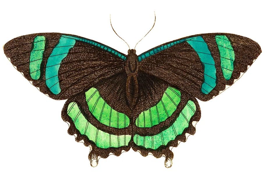 Green-banded tailed butterfly Orontes illustration. poster — botanical art