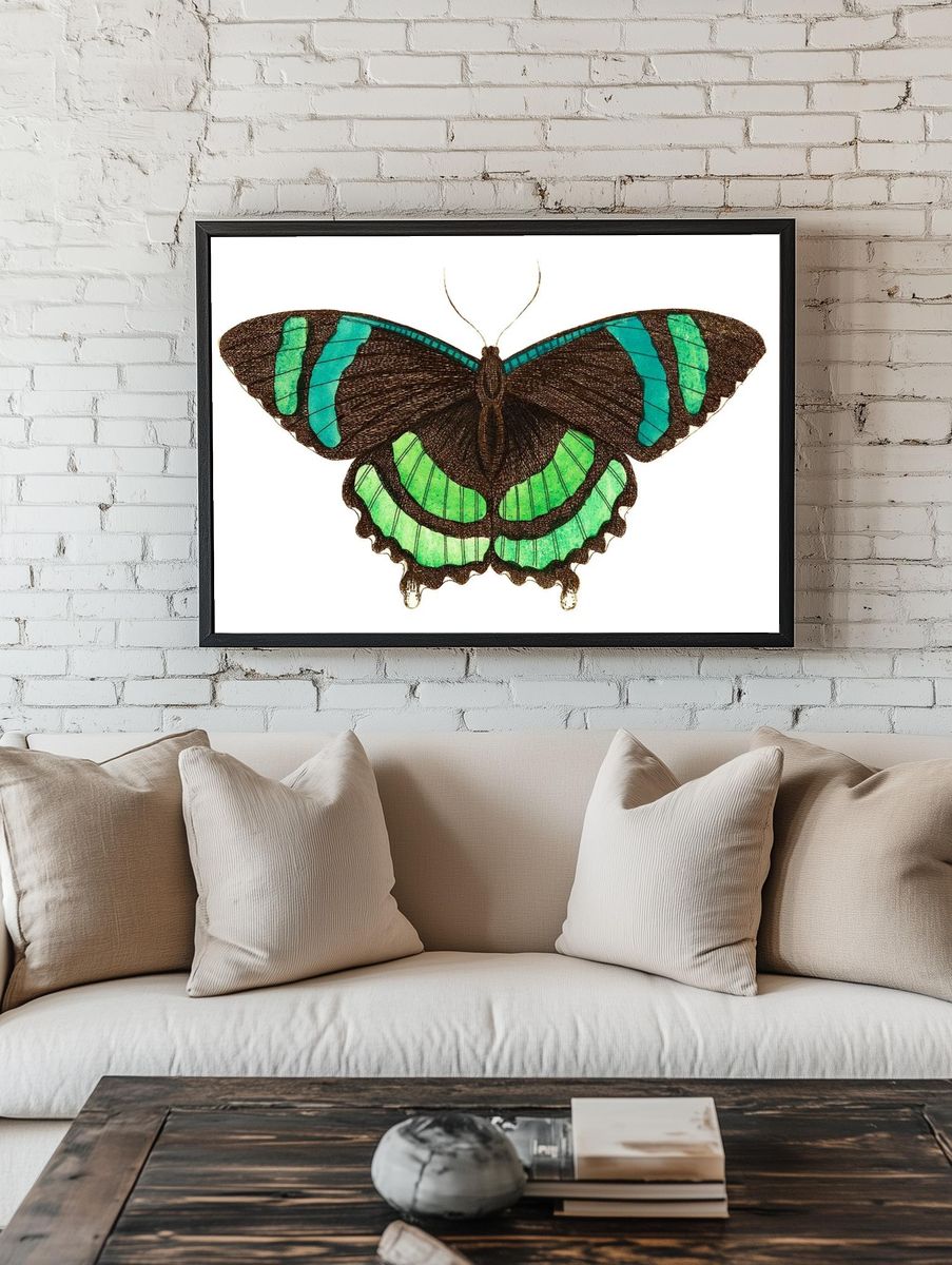 Green-banded tailed butterfly Orontes illustration. — room view 1