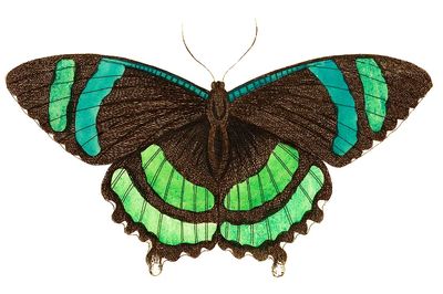 Green-banded tailed butterfly Orontes illustration. poster print