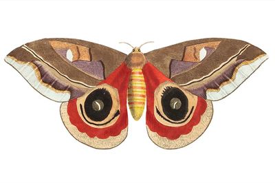 Automeris Janus illustration Naturalist's Miscellany. poster print
