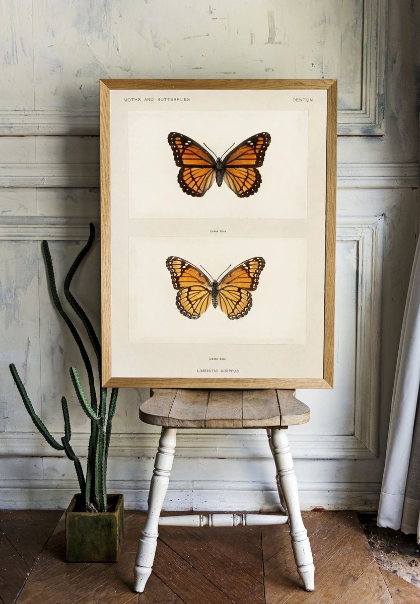 Viceroy (Limenitis Disippus). — room view 1