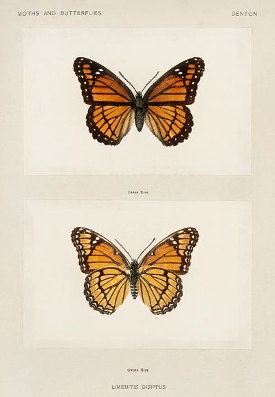Viceroy (Limenitis Disippus). poster