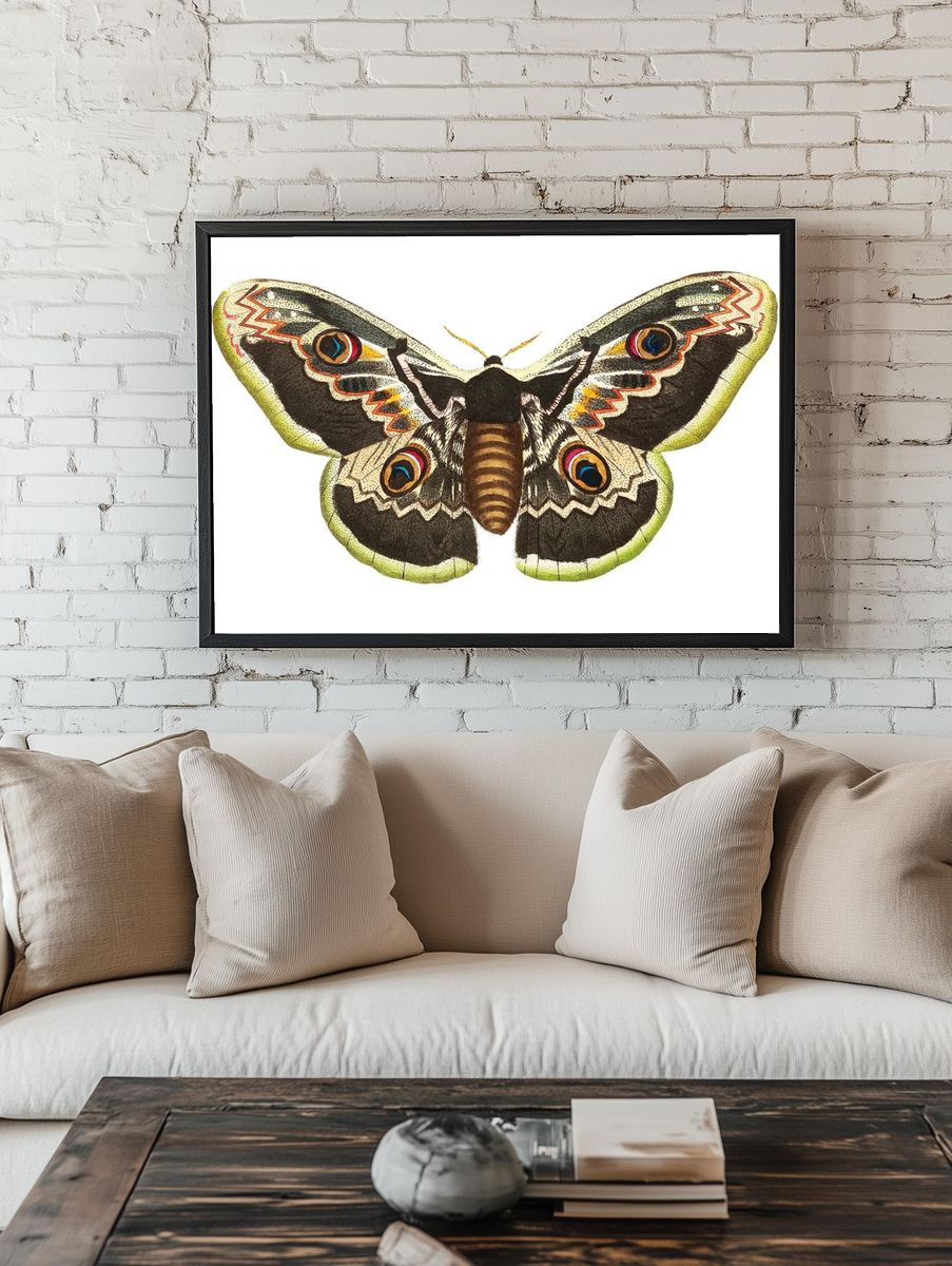 Great peacock moth satuania pyri. room preview