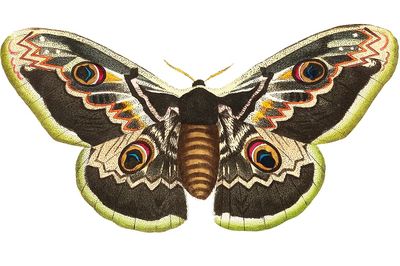 Great peacock moth satuania pyri. poster print