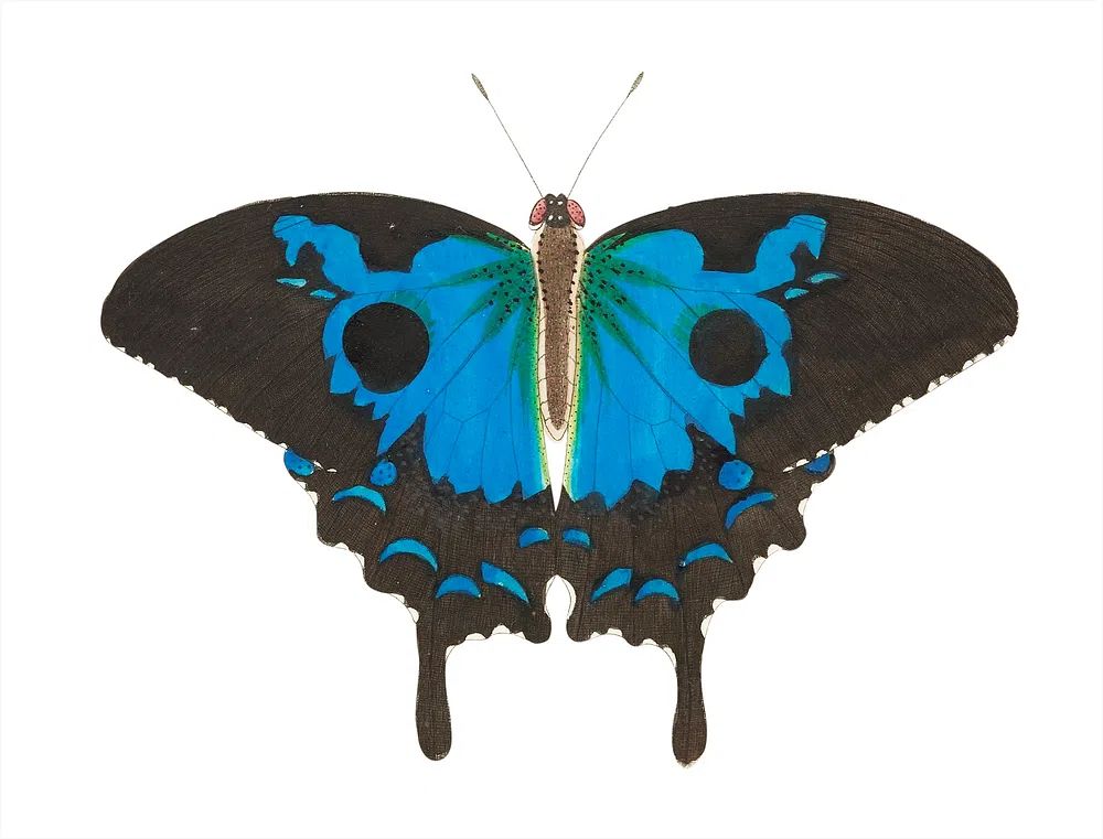 Papilio diomedes Ulysses butterfly illustration. poster detail