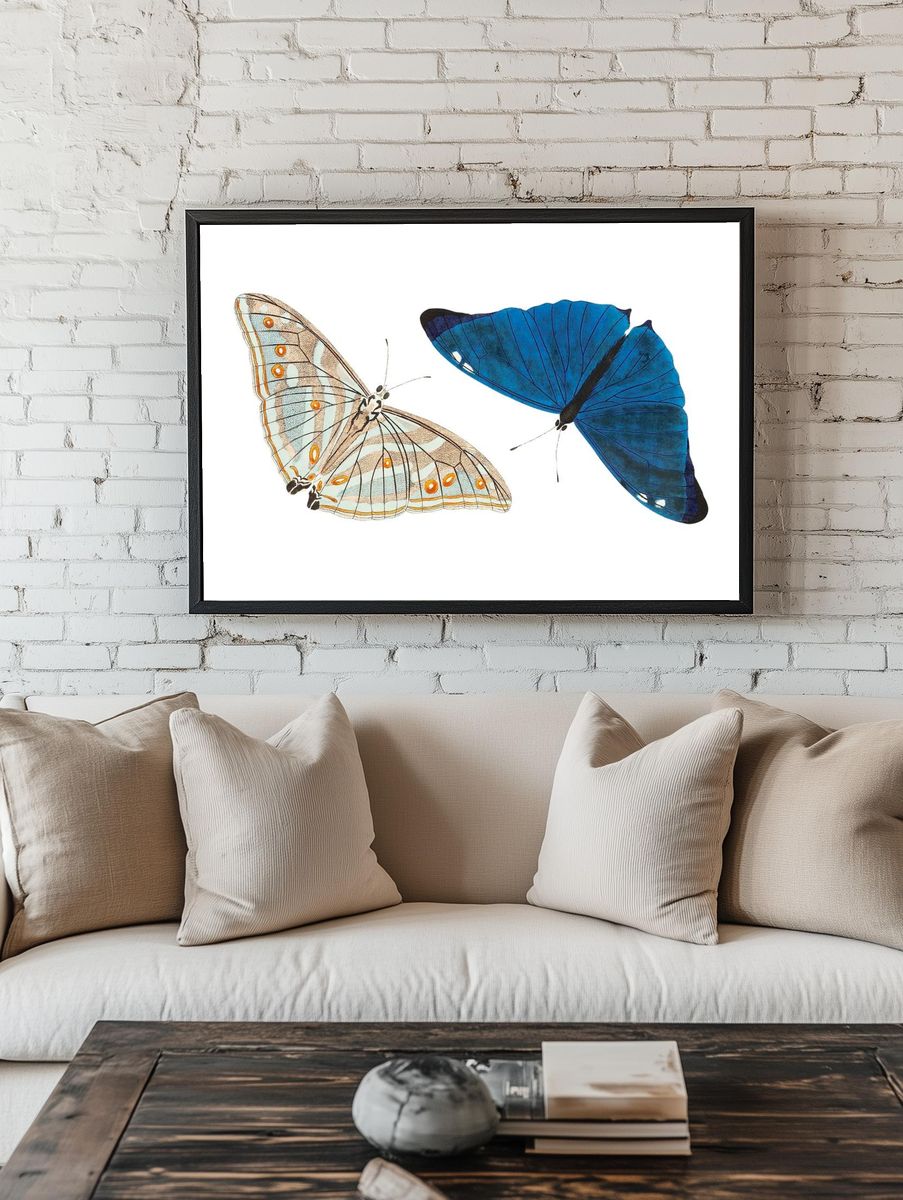 Adonis Bright-blue Butterfly illustration Naturalist's. room preview