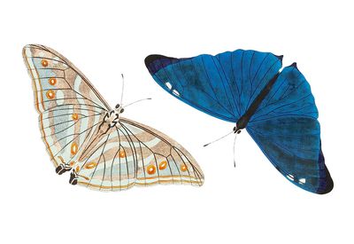 Adonis Bright-blue Butterfly illustration Naturalist's. poster print