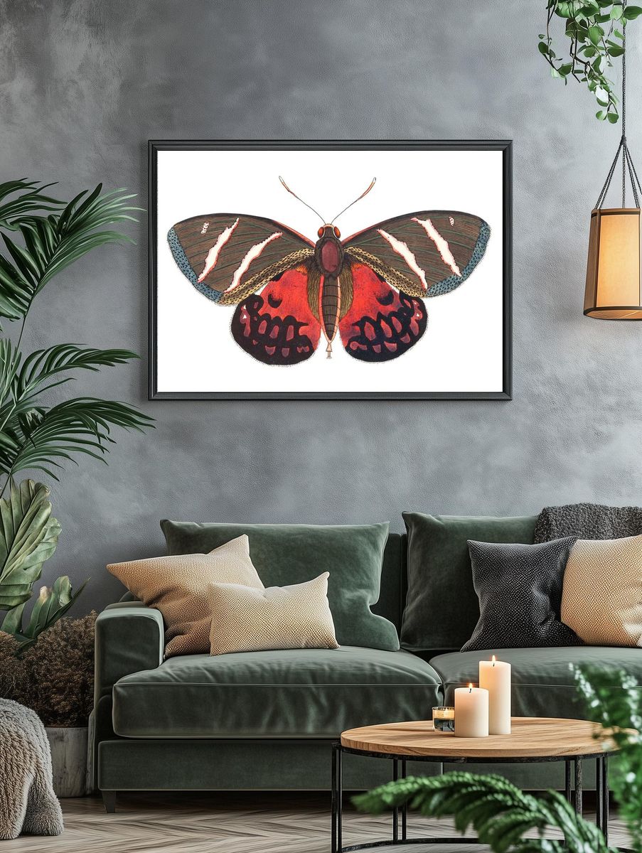 Icarus Papilio Icarus illustration Naturalist's. — room view 4