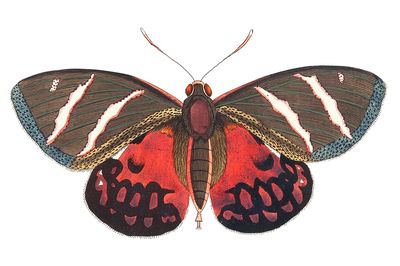 Icarus Papilio Icarus illustration Naturalist's.