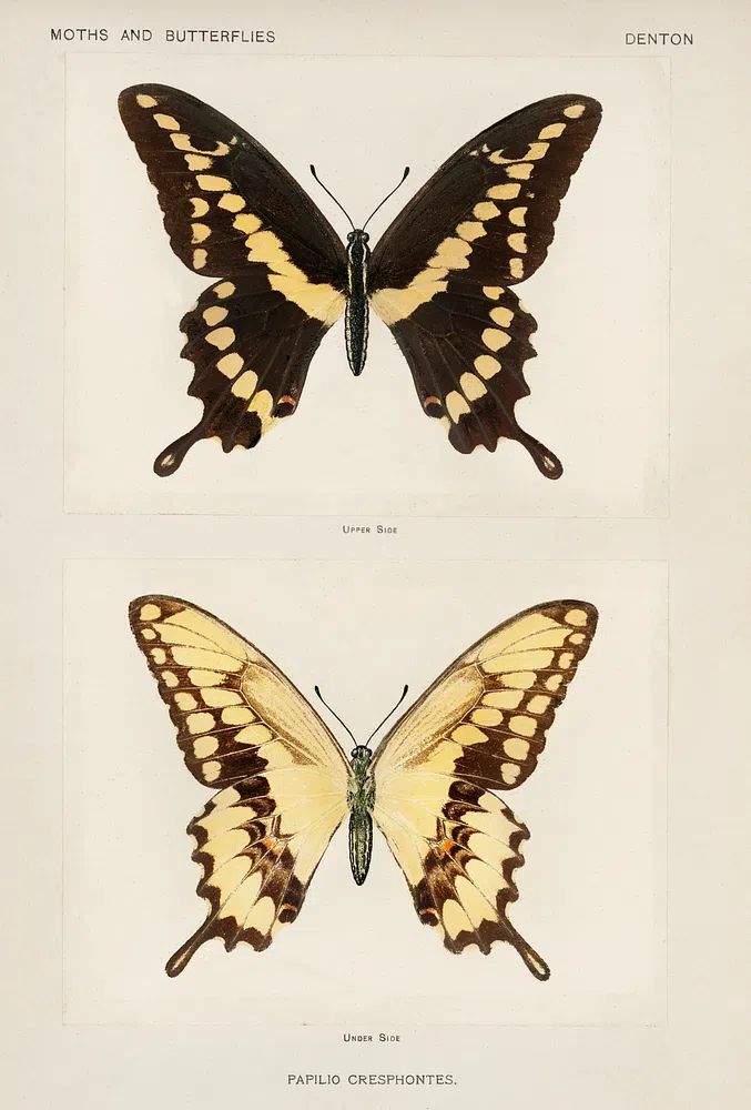Giant Swallowtail (Papilio Cresphontes). Digitally. poster detail