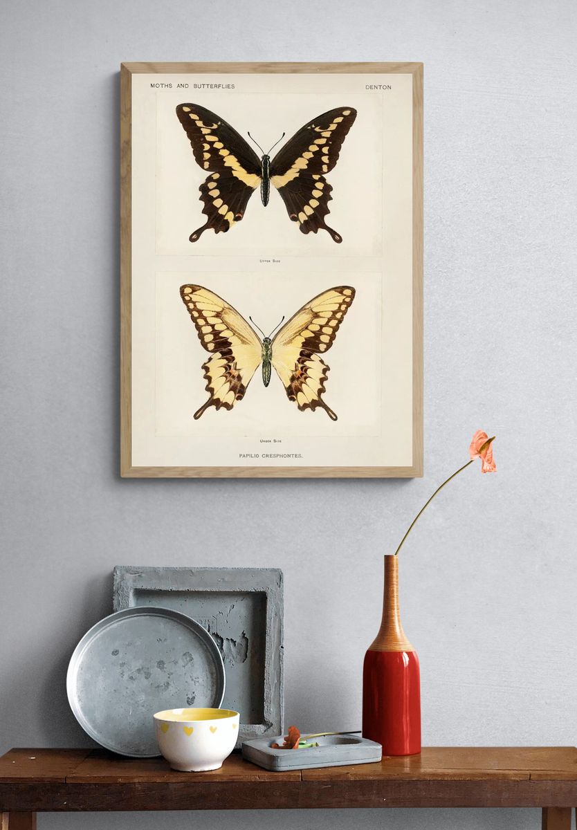 Giant Swallowtail (Papilio Cresphontes). Digitally. — room view 3