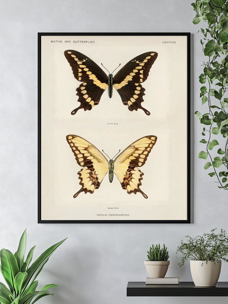 Giant Swallowtail (Papilio Cresphontes). Digitally. — room view 4