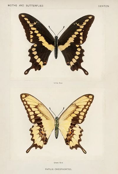 Giant Swallowtail (Papilio Cresphontes). Digitally.