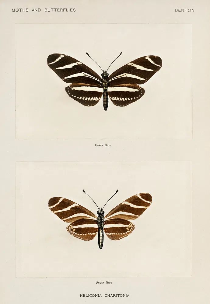 Zebra Longwing (Heliconia Charitonia). Digitally. poster detail