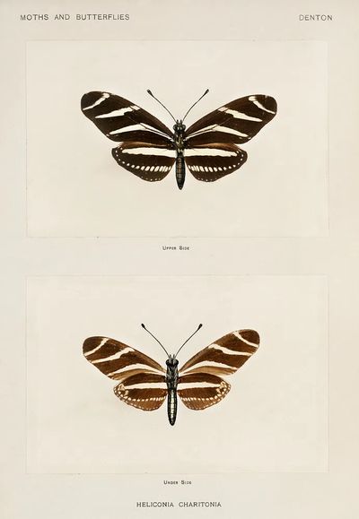 Zebra Longwing (Heliconia Charitonia). Digitally. poster print