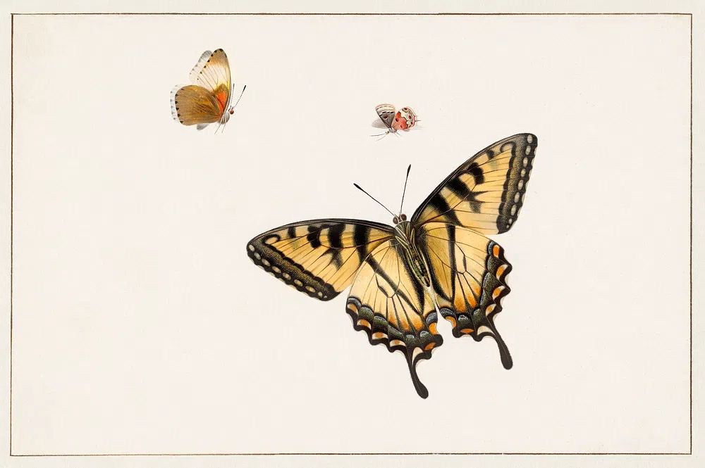 Three Butterflies Herman Henstenburgh (c.1683-c.1726). poster — botanical art
