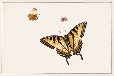 Three Butterflies Herman Henstenburgh (c.1683-c.1726). poster