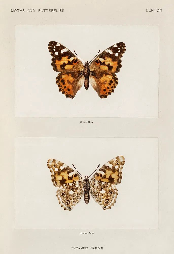 Painted Lady (Pyrameis Cardui). Digitally. poster detail