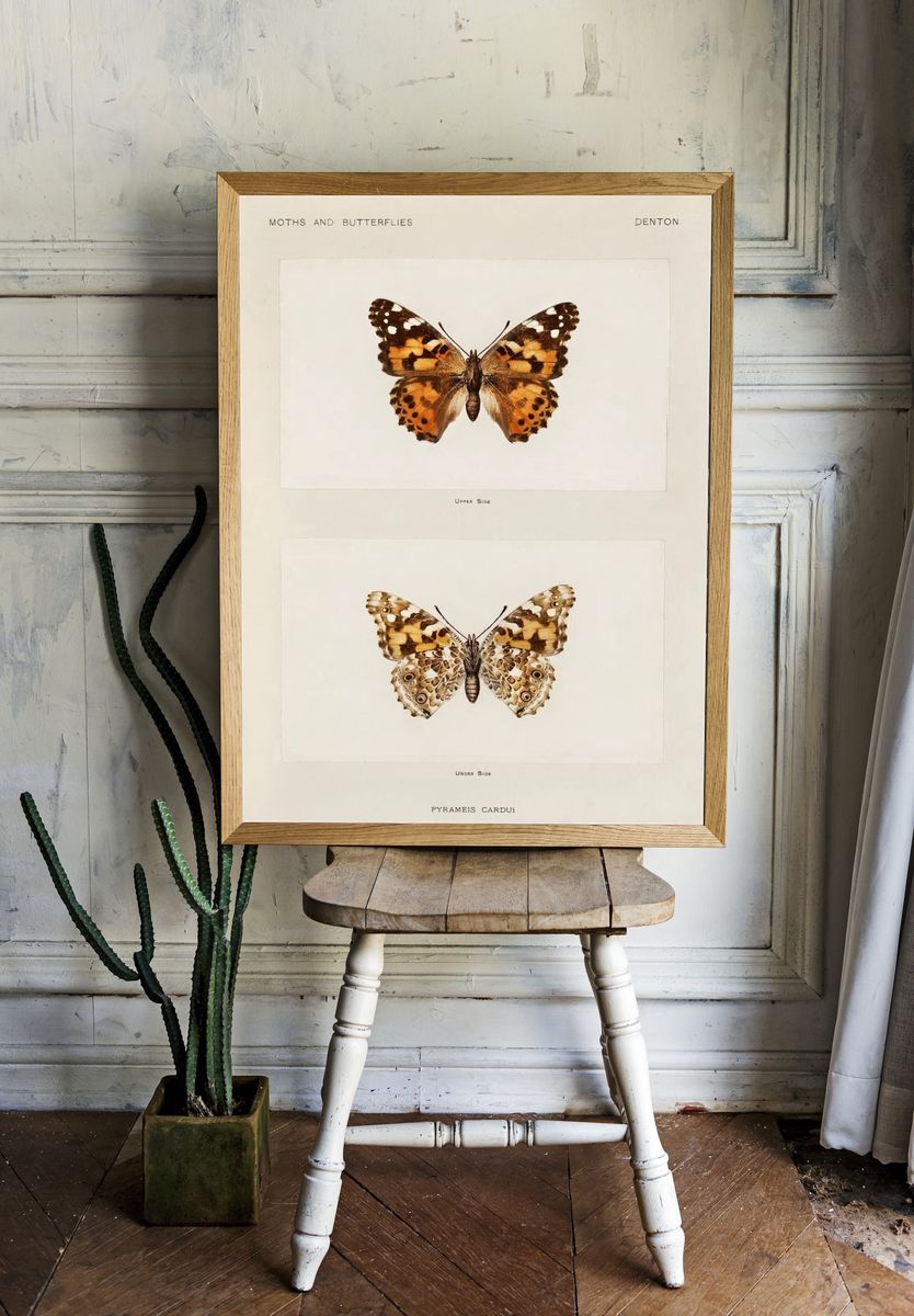 Painted Lady (Pyrameis Cardui). Digitally. room preview