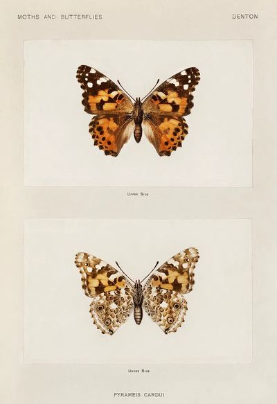 Painted Lady (Pyrameis Cardui). Digitally. poster print