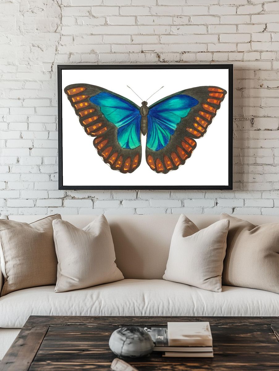 Morpho telemachus Papilio perseus illustration. — room view 1