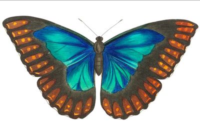Morpho telemachus Papilio perseus illustration. poster print