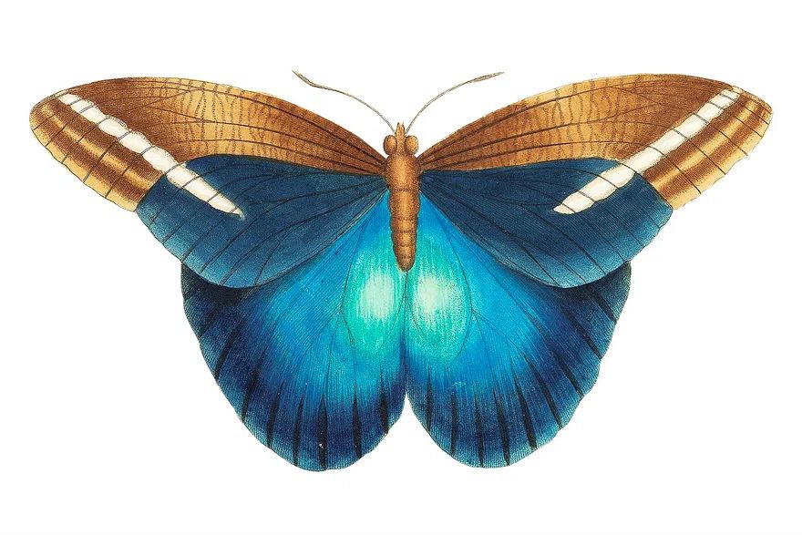 Idomeneus Great occidental butterfly illustration. poster detail