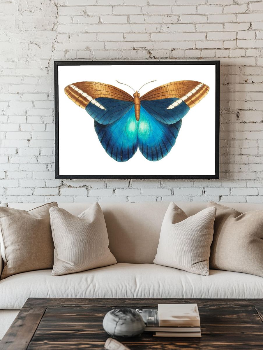 Idomeneus Great occidental butterfly illustration. — room view 1