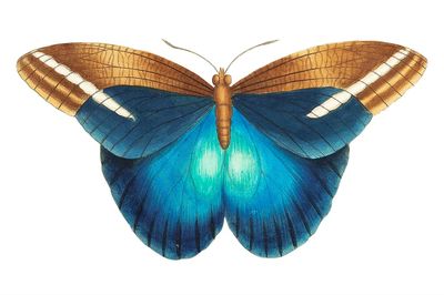 Idomeneus Great occidental butterfly illustration. poster print