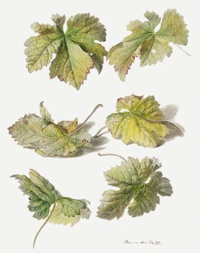 Botanical Leaves — Vintage Print. poster print