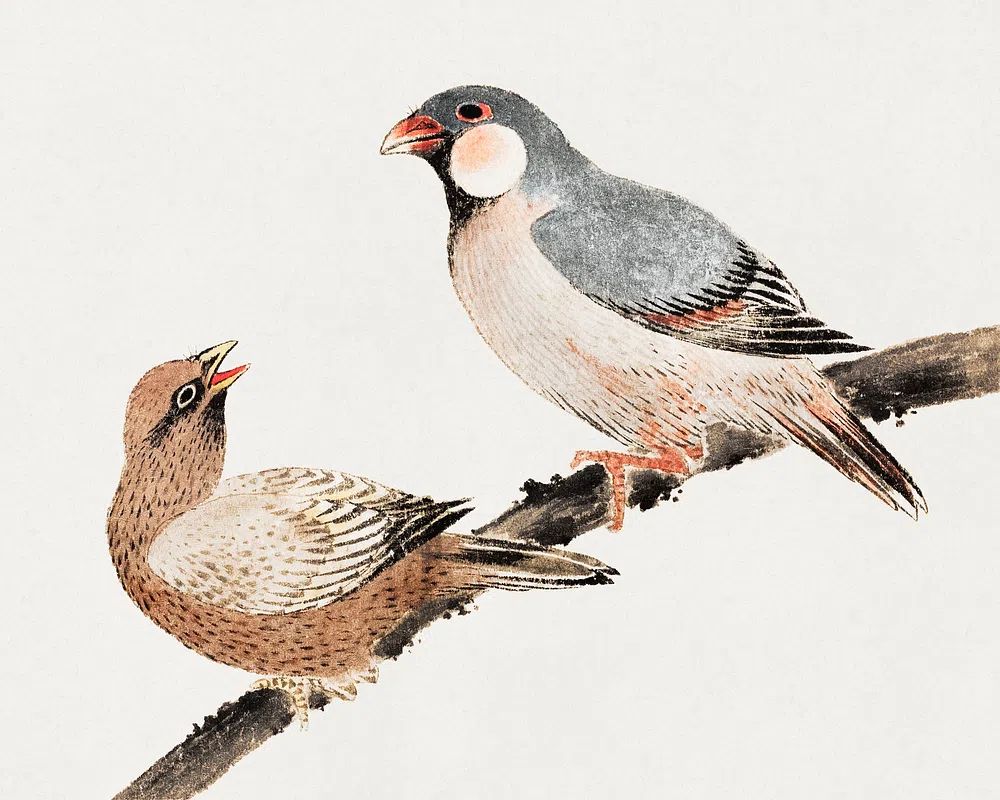 Birds on a Branch — Vintage Print. poster detail