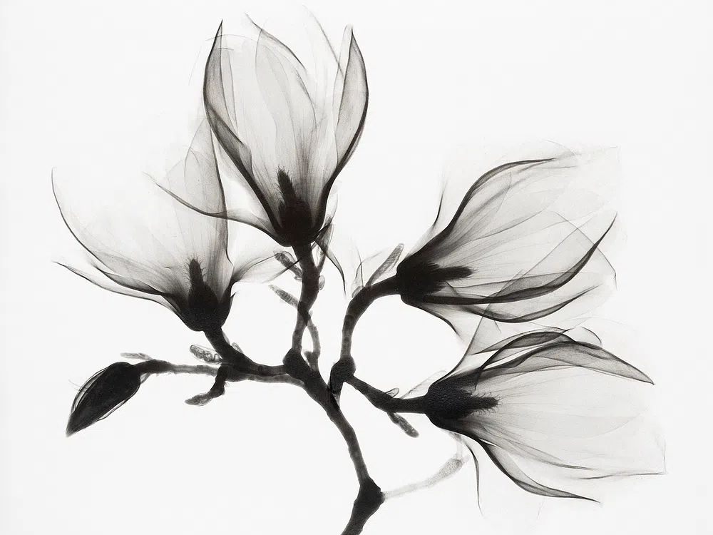 Black and White Floral Art Poster. poster detail