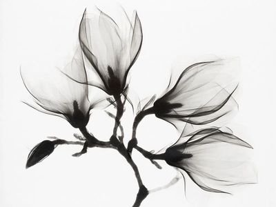 Black and White Floral Art Poster. poster