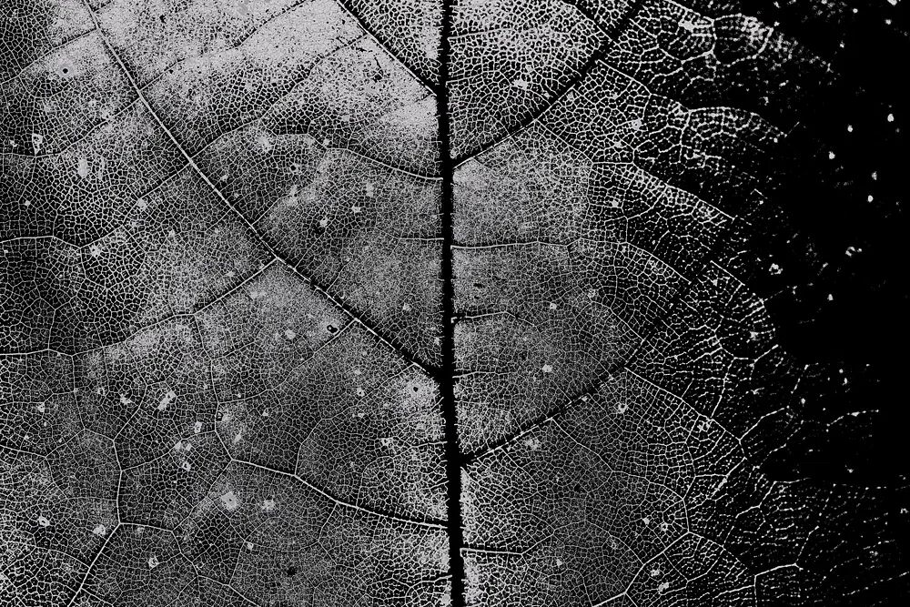 Black and White Leaf Texture Poster. poster detail