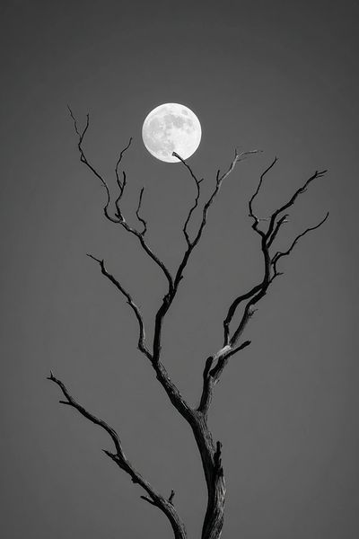 Moonlit Tree — Black and White Print. poster print
