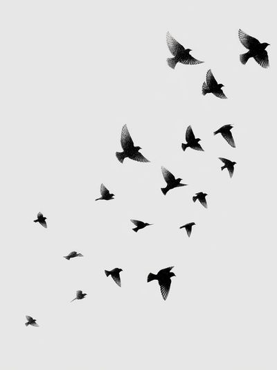 Flock of Birds — Black-White Print. poster print