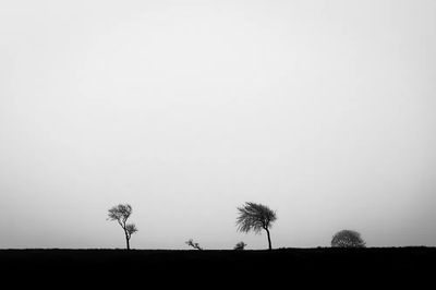 Silhouetted Trees
