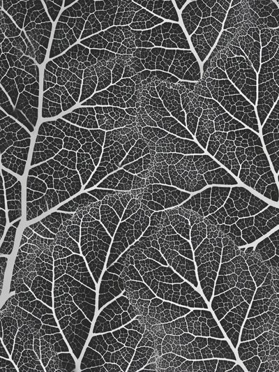 Black and White Leaf Pattern Poster. poster print