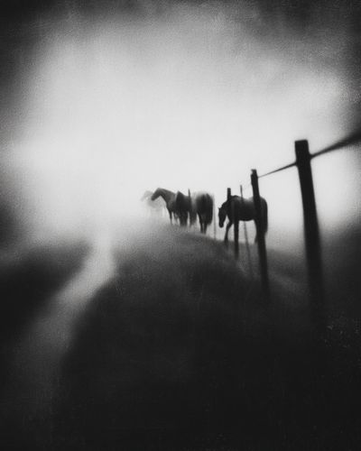 Horses in Fog