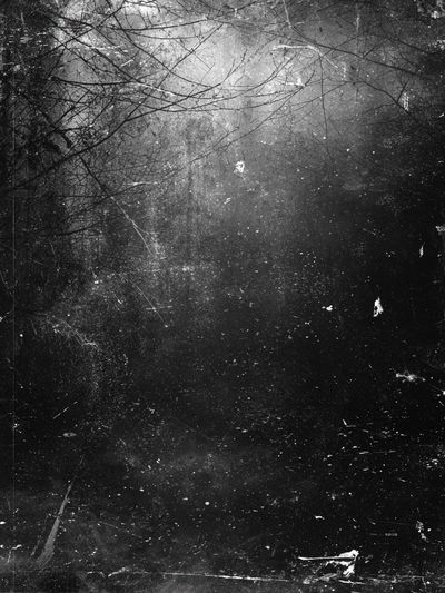 Misty Forest — Black-White Print. poster