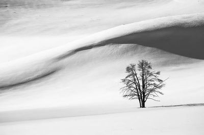 Lonely Tree in Snow — Black-White Print. poster print