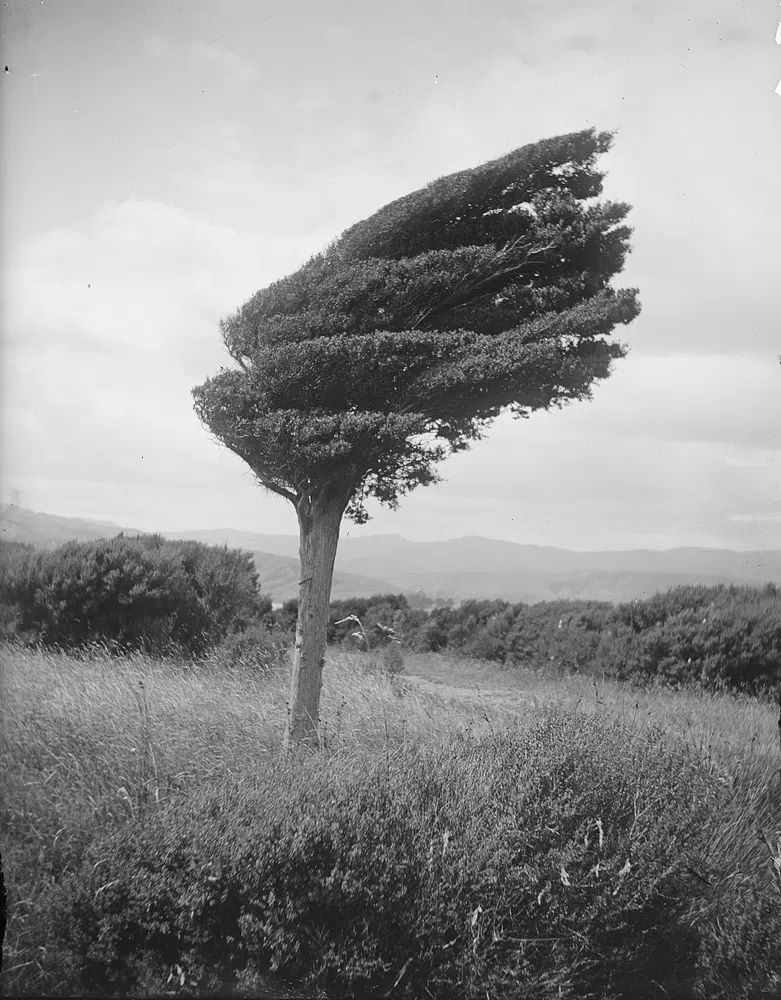 Wind-Swept Tree — Black and White Photography Poster. poster — photography art